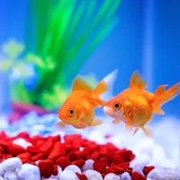 the image is a fish tank with two goldfishs