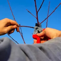 a person cutting branches with scissors on a sunny day