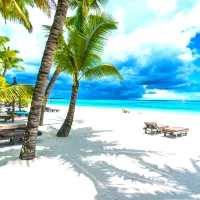 a beach scene with a palm tree and lounge chairs