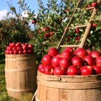 a basket of apples in an orchard with ladders