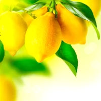 a bunch of lemons hanging from a tree