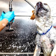 a dog being washed in a sink with a person wearing blue gloves